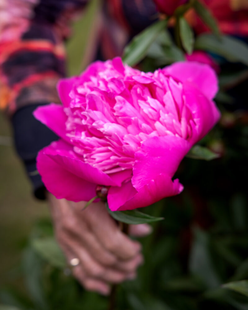Foto: Nærbilde av en knall sjokkrosa blomst som holdes av en gammel kvinnehånd.