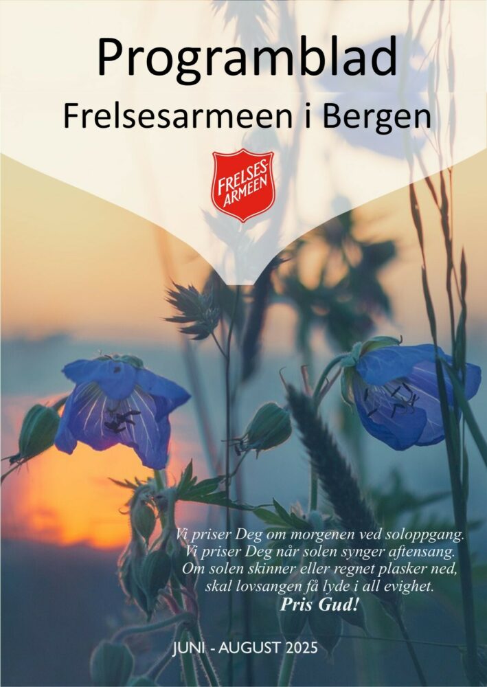 kornblomster i solnedgang