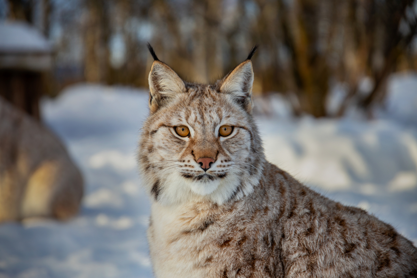 Langedrag HRN 4603 beh Jul På Langedrag
